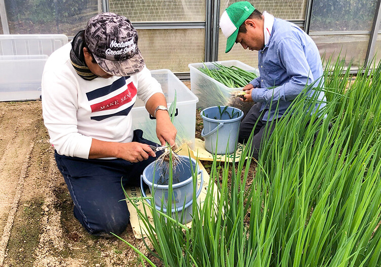 農園（湯来町）での農作業